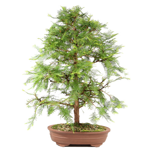 Dawn Redwood - ST7424DR-S