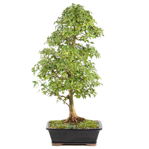 a small tree in a pot