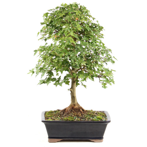 Trident Maple - ST1125TM-K