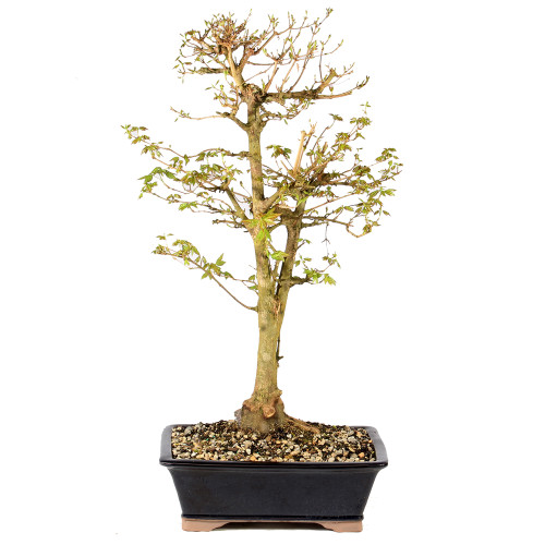 a small tree in a black pot