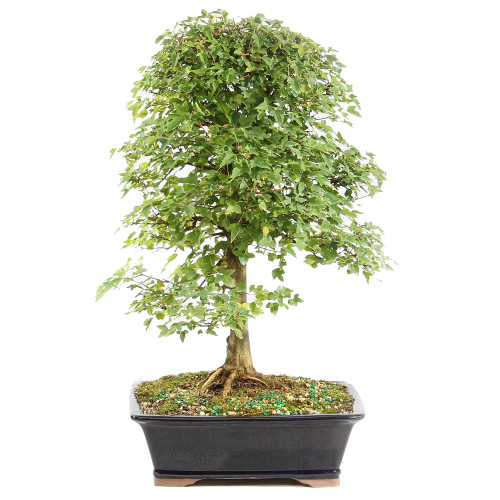 Trident Maple - ST1125TM-M