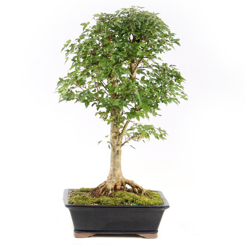Trident Maple - ST1125TM-R