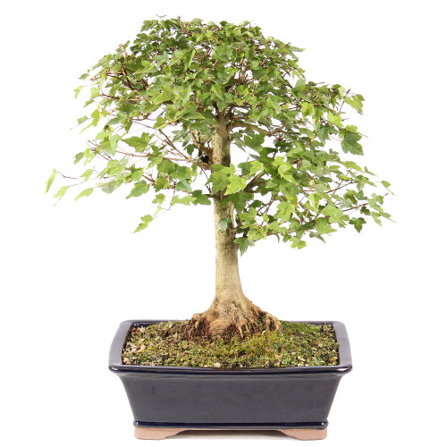 a small tree in a black rectangular pot