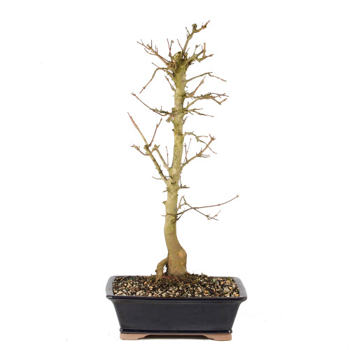 a small tree in a black pot