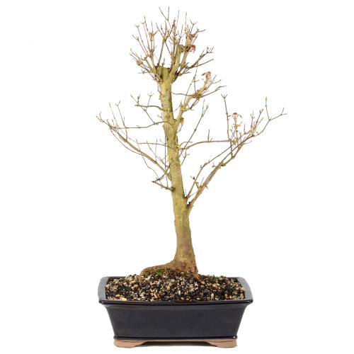 a small tree in a pot