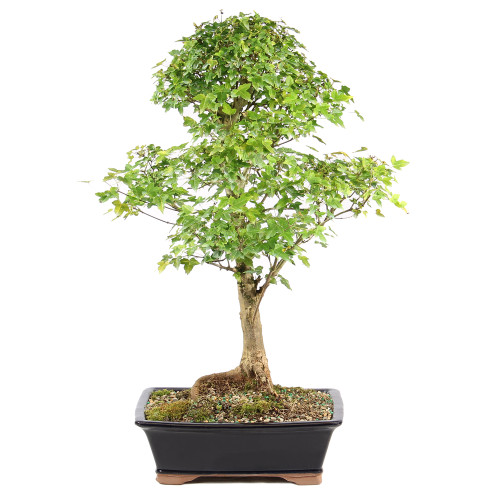 a small tree in a pot