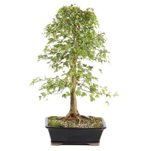 Trident Maple - ST1225TM-I