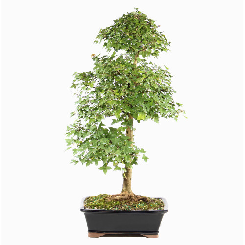 Trident Maple - ST1225TM-K