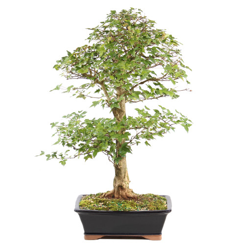 Trident Maple - ST1225TM-R