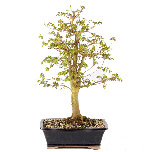 Trident Maple - ST1225TM-V
