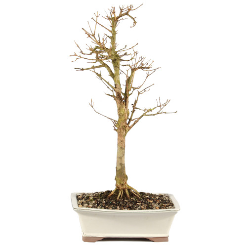a tree in a pot