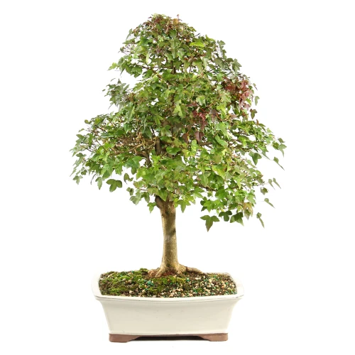 a small tree in a white pot