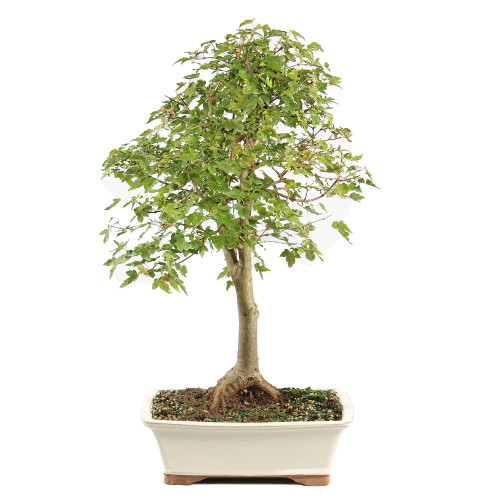 Trident Maple - ST1325TM-D