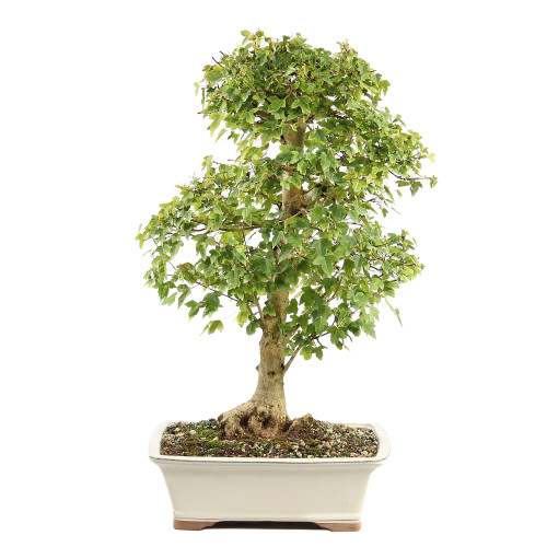 a tree in a white pot
