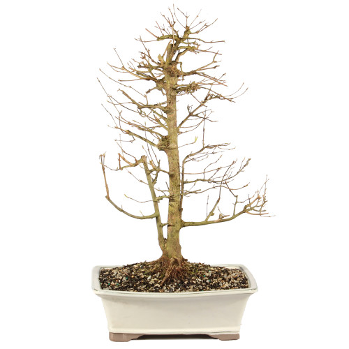 a tree in a pot