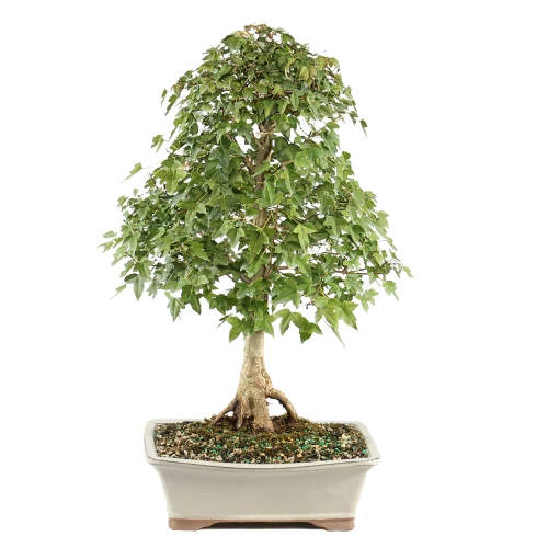 a tree in a pot