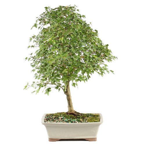 Trident Maple - ST1325TM-N