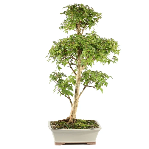 a tree in a pot