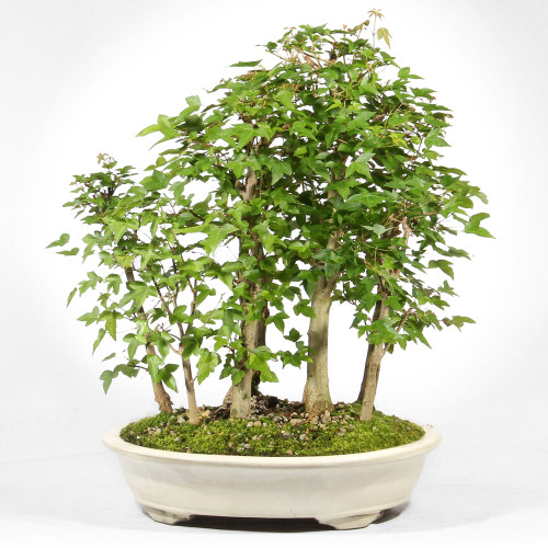 Trident Maple - ST2523TMG-E