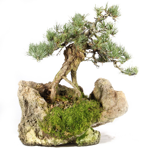a bonsai tree on a rock