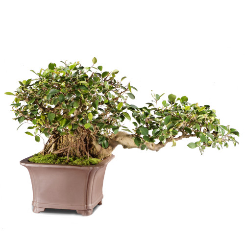 a bonsai tree in a pot