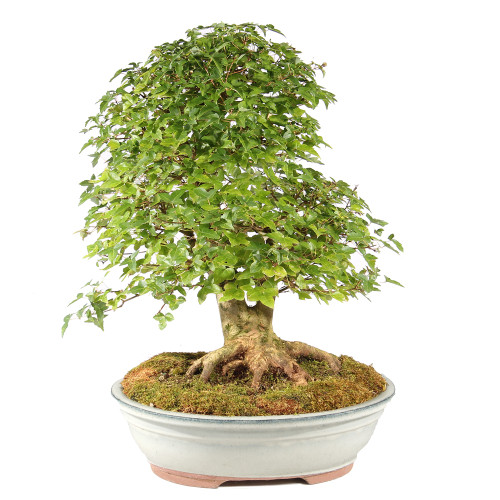 Trident Maple - ST4323TM-G