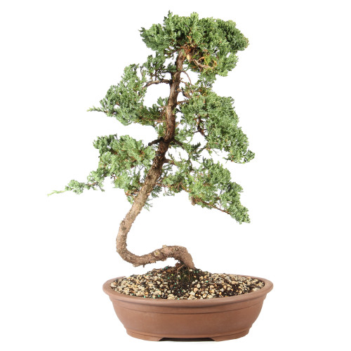 a small tree in a pot