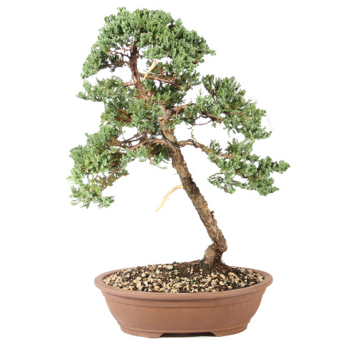 a bonsai tree in a pot