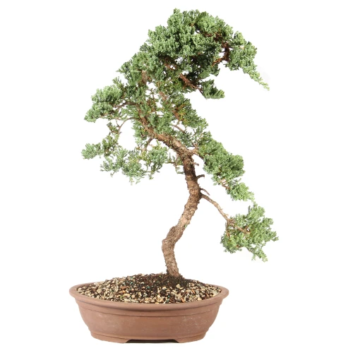 a bonsai tree in a pot