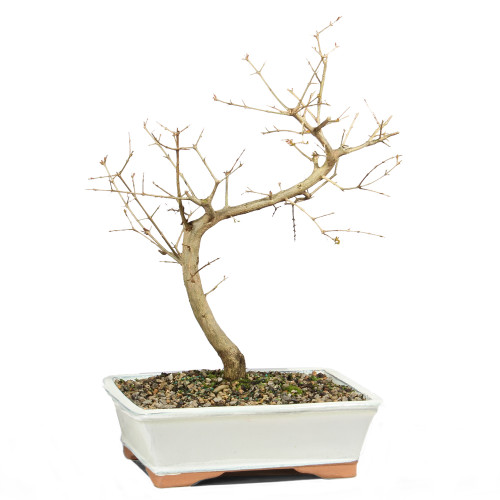 Pomegranate - ST6823PG-E