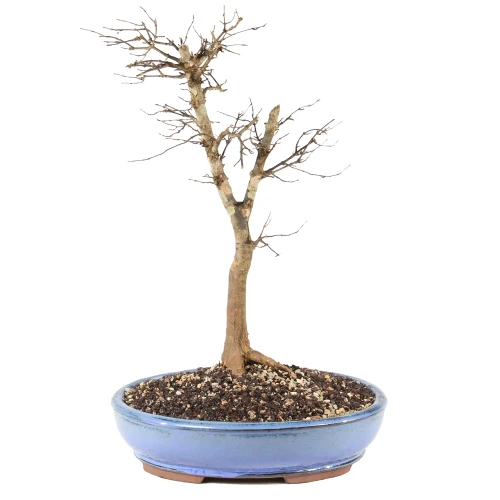 a small tree in a blue pot
