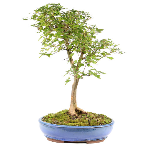 a small tree in a blue pot