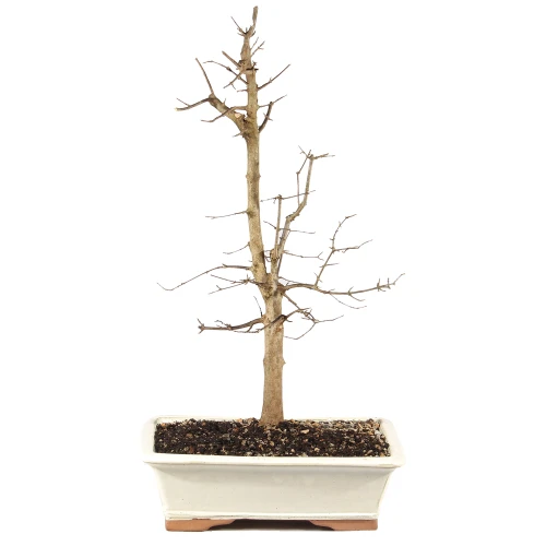a small tree in a white rectangular pot