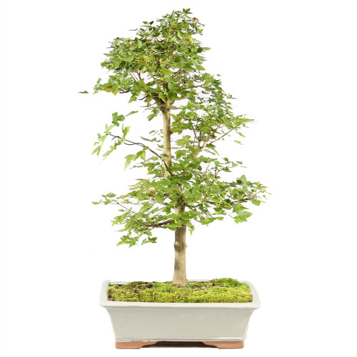 Trident Maple - ST0825TM-D