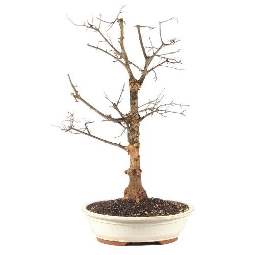 Trident Maple - ST0825TM-G