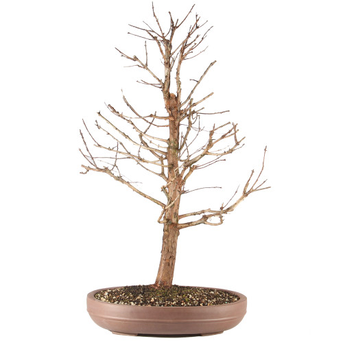 a small tree in a pot