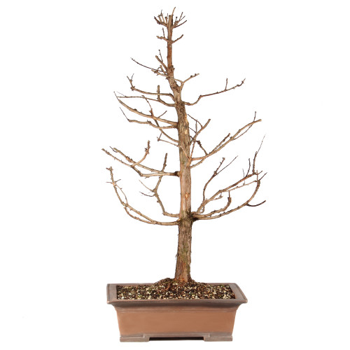 a tree in a pot