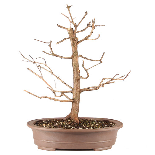 a tree in a pot