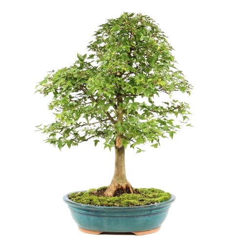 a small tree in a pot