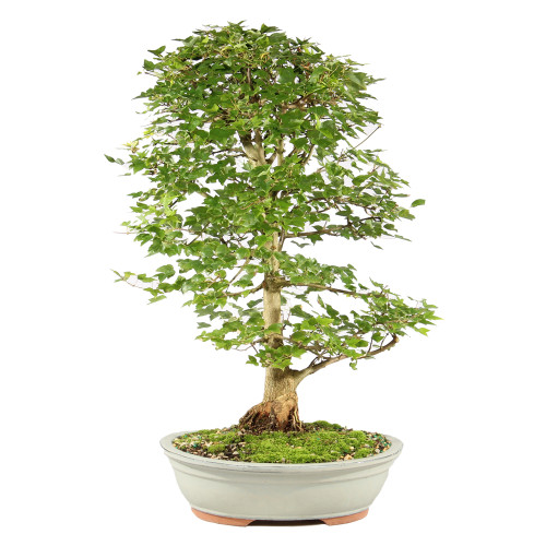 Trident Maple - ST2225TM-E
