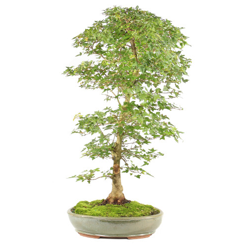 Trident Maple - ST2225TM-F