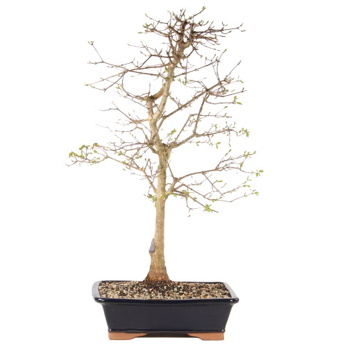 Trident Maple - ST2225TM-N
