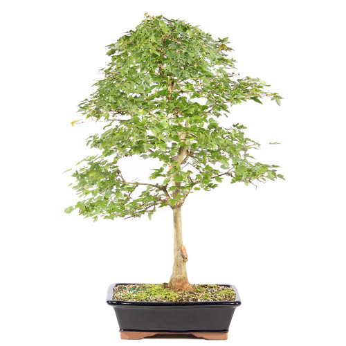 Trident Maple - ST2225TM-N