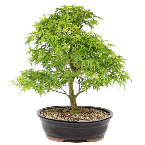Japanese Maple 'Sharps Pygmy' - ST1025JMSP-E