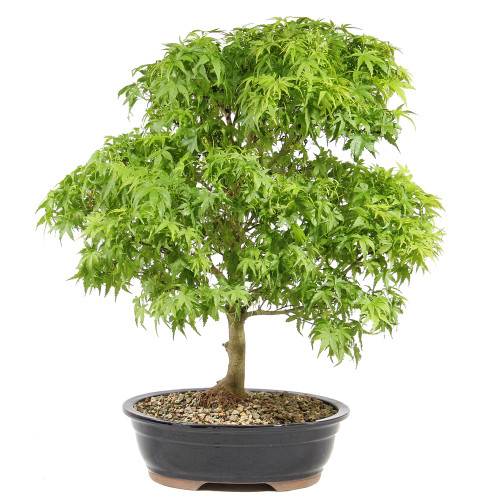 Japanese Maple 'Sharps Pygmy' - ST1025JMSP-I