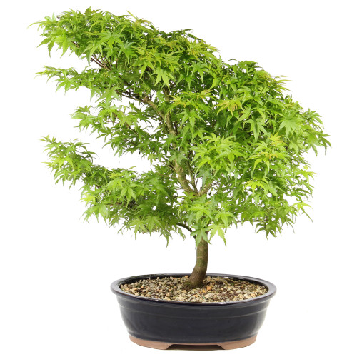 Japanese Maple 'Sharps Pygmy' - ST1025JMSP-J