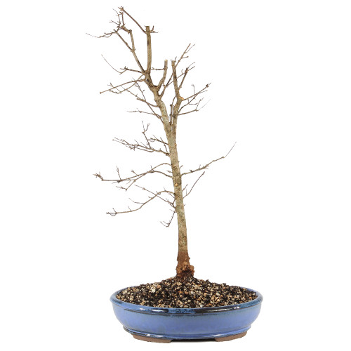 a small tree in a blue pot