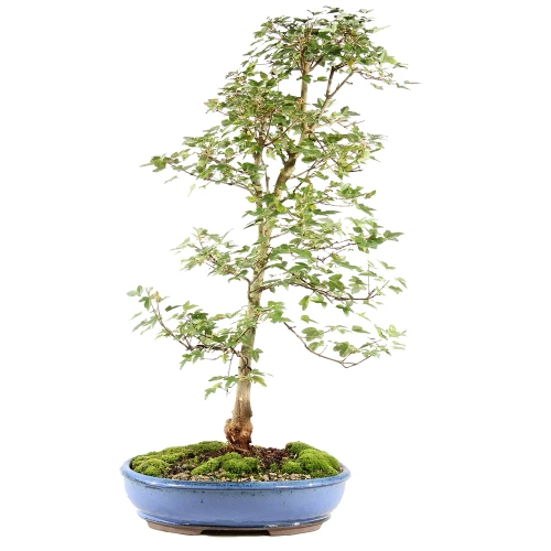 a small tree in a blue pot