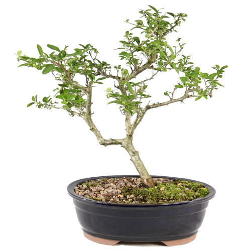 Pyracantha - ST0725DP-W