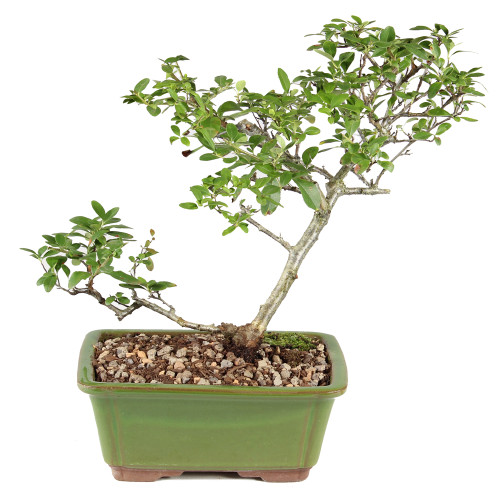 Pyracantha - ST2125DP-A
